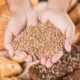 handful wheat grains baked fresh bread 80x80