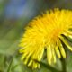 dandelion 4119846_1280 80x80