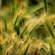 foxtail barley 4334497_1280 80x80