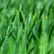 grass 383284_1280 80x80