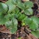 strawberry plant with buds 2122546_1280 80x80