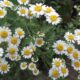 Pyrethrum_cinerariifolium 3 xavier_cottage yercaud salem India 80x80