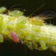 aphid 5154237_1280 80x80