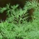 dill 8104_1280 80x80