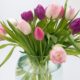 tulip 1232061_1280 80x80