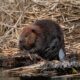 beaver 7148457_1280 80x80