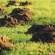 molehills 231386_1280 80x80