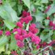 Chenopodium_capitatum_Strawberry_Blite_2048px 80x80