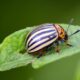 beetle 2662846_1280 80x80