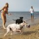 dog having fun beach 80x80