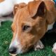 jack russell terrier 7114378_1280 80x80