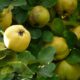 quince 61573_1280 80x80