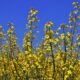 rapeseed 3358806_1280 80x80