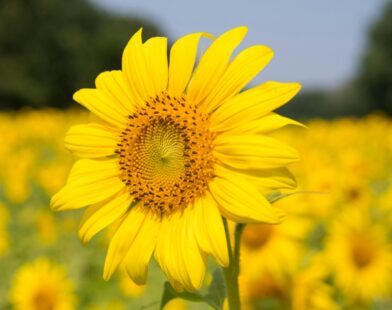 Cvijet suncokreta