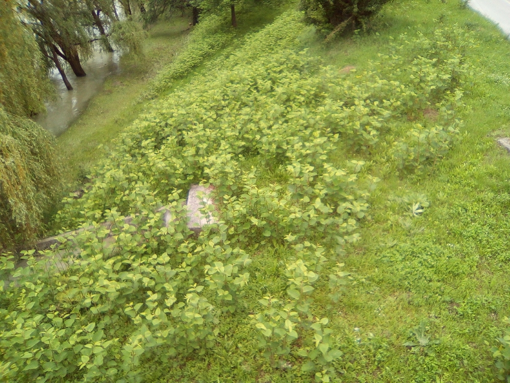 Dvornik na obali rijeke u centru grada