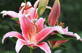 Rozi cvjetovi ljiljana