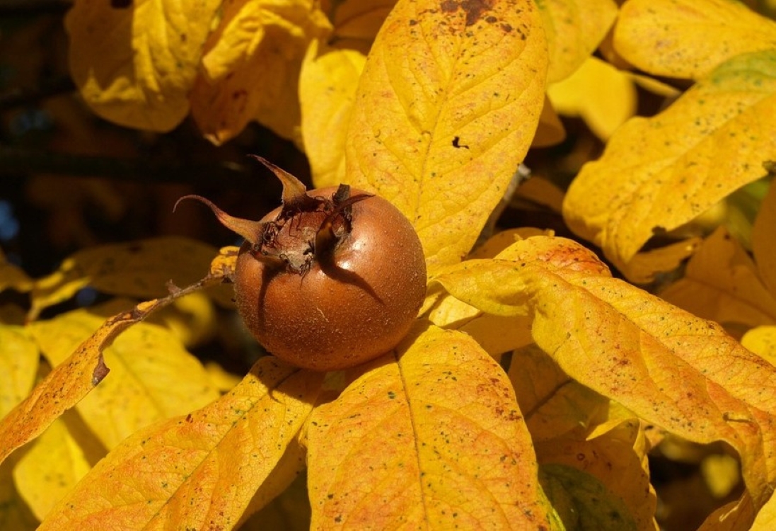 Plod mušmule na grani