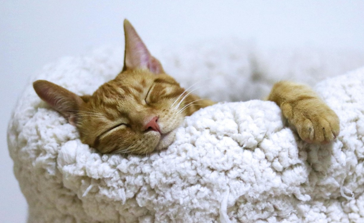 Narandžasta mačka spava u bijelom krevetu