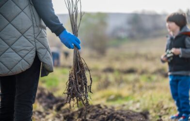 Ruka u plavoj rukavici drži nekoliko voćnih sadnica