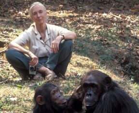 Jane Goodall