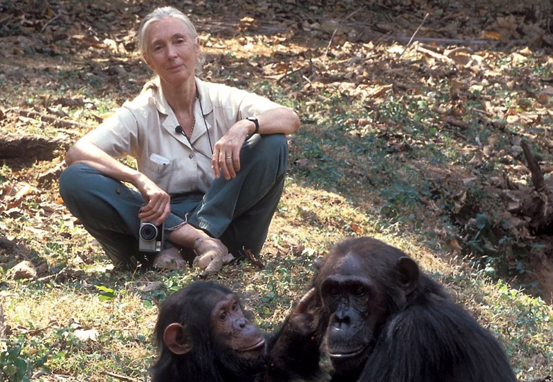 Jane Goodall