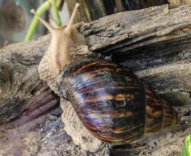 Achatina fulica, Afrički divovski puž