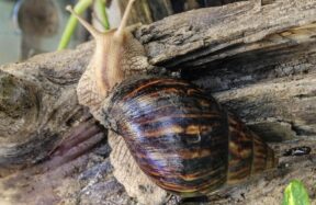 Achatina fulica, Afrički divovski puž