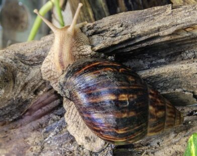 Achatina fulica, Afrički divovski puž