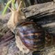 Achatina fulica, Afrički divovski puž