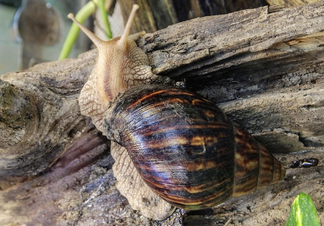 Achatina fulica, Afrički divovski puž