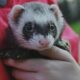 ferret 7172131_1280 80x80