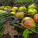 windfall apples 2861358_1280 80x80