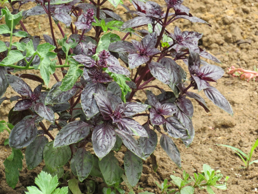 Ljubičasti bosiljak