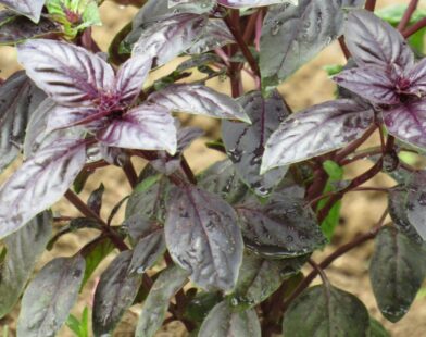 Ljubičasti bosiljak