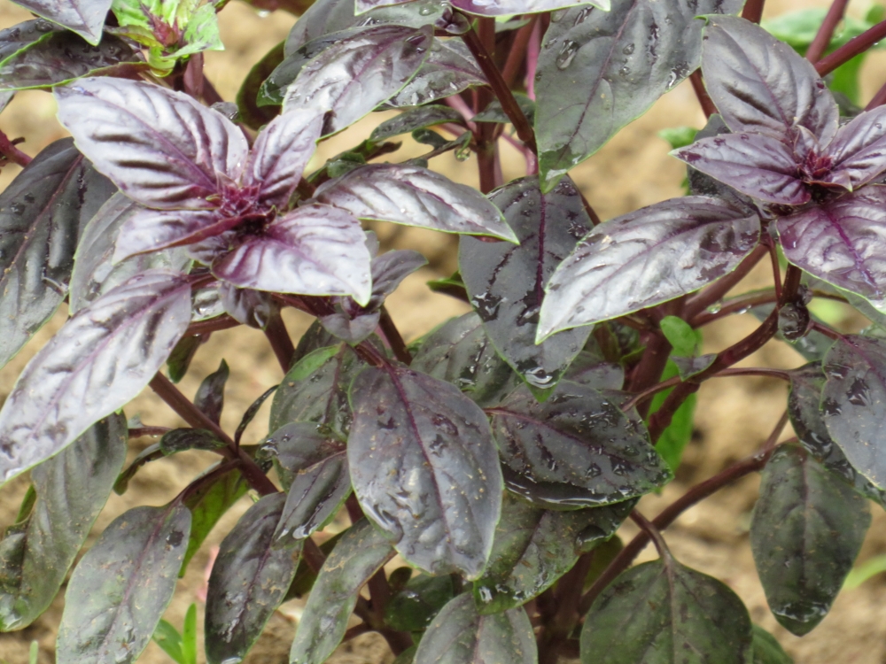 Ljubičasti bosiljak