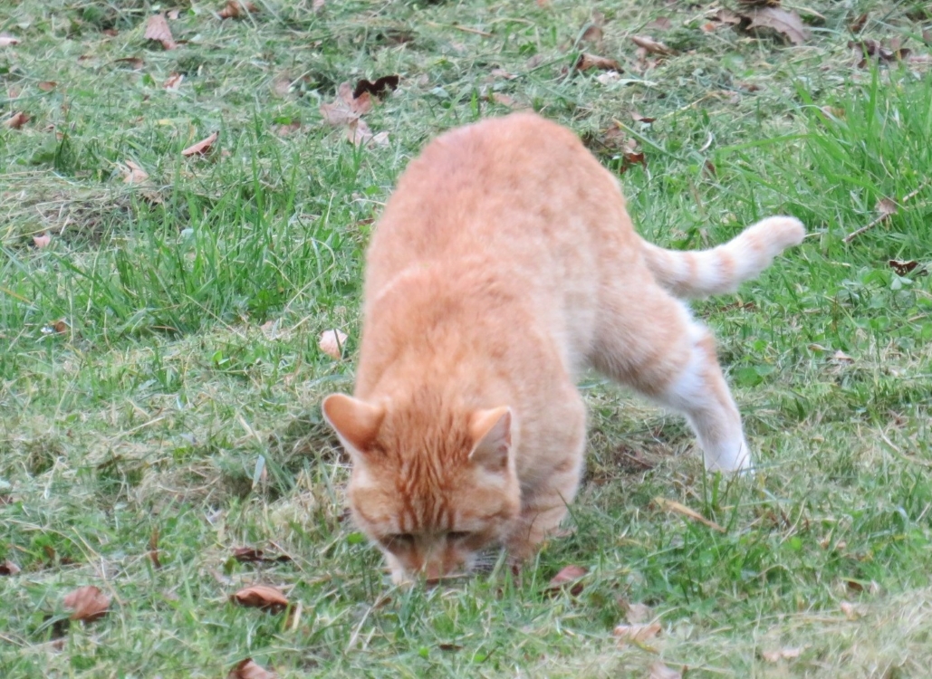 Narandžasta mačka vreba miša