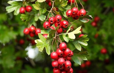 Plodovi gloga, gloginje na grančici