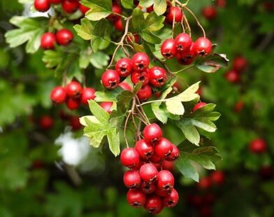 Plodovi gloga, gloginje na grančici