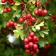 crataegus laevigata 7453628_1280 80x80