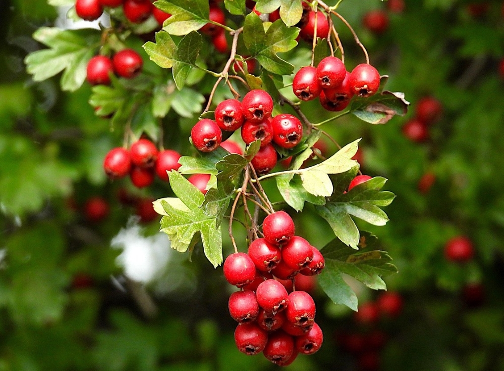 Plodovi gloga, gloginje na grančici