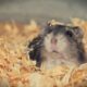 hamster 3878853_1280 80x80