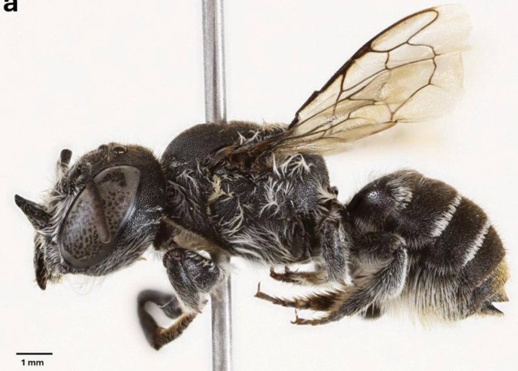 Megachile lucifer